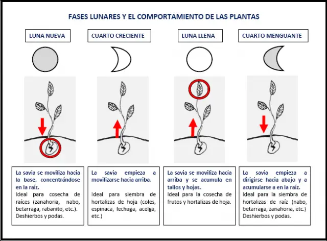 calendario lunar de siembra