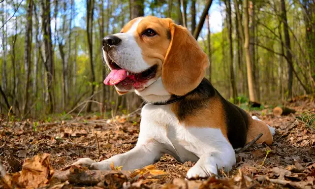 beagle signo zodiacal