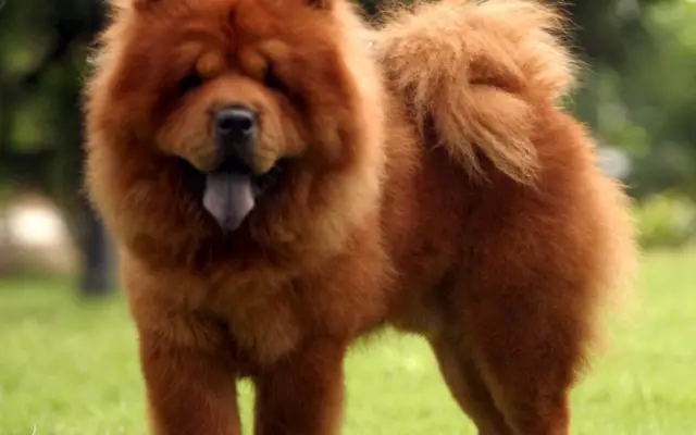 signo zodiacal chow chow