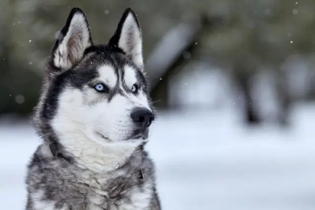 husky tauro signo zodiacal