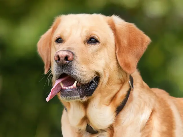 signo zodiacal - labrador - escorpio