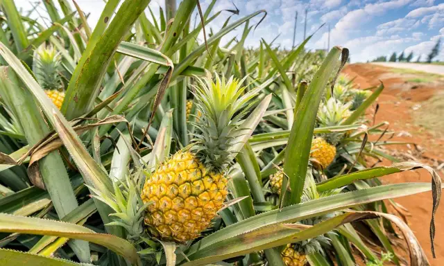 Piña