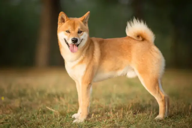 Shiba signo zodiacal virgo