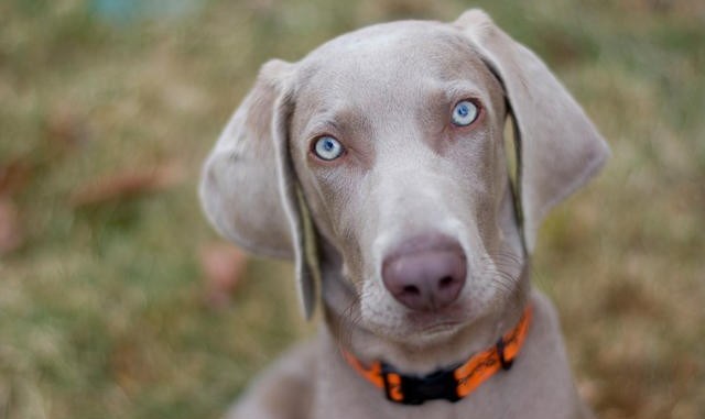 Weimaraner Géminis Signo zodiacal