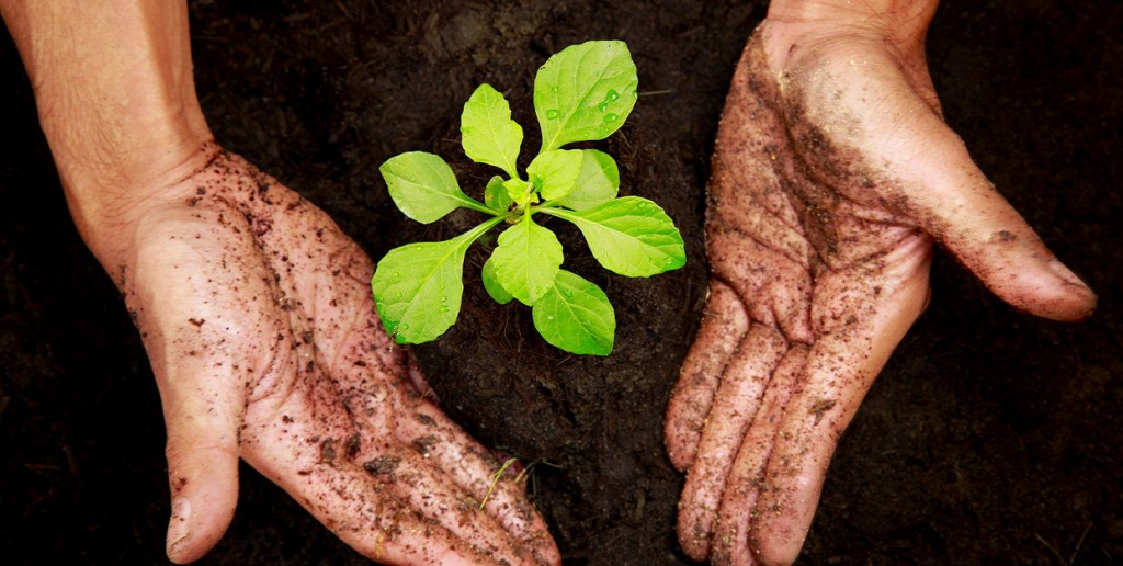 9 Motivos o razones que te convencerán de plantar un árbol | Calendario