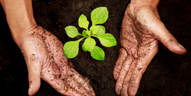 9 Motivos o razones que te convencerán de plantar un árbol