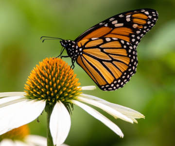 Naturaleza y biodiversidad mexicana