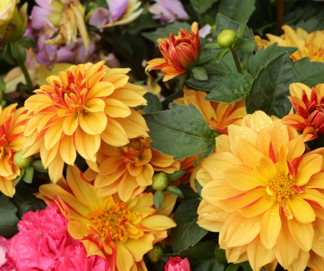 What is the national flower of Mexico? 