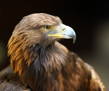 ¿Cuál es el animal nacional de México?