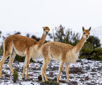 Vicuñas: Animal Nacional de Perú