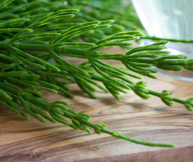 Beneficios de la cola de caballo: propiedades