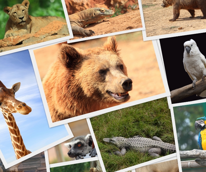 Día mundial de los animales