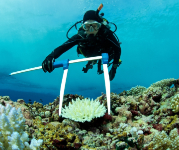 ¿Qué es la biología marina? | Desafíos y amenazas
