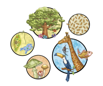 ¿Cuáles son los reinos de la naturaleza?