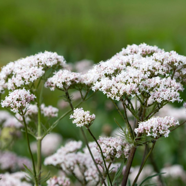 What are the benefits of valerian? 
