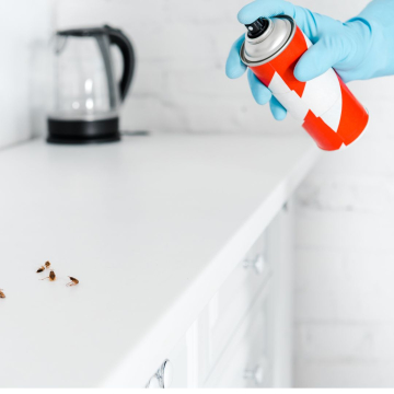 ¿Cómo se pueden eliminar las cucarachas por completo?