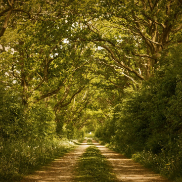 Fiestas y celebraciones ambientales en Colombia