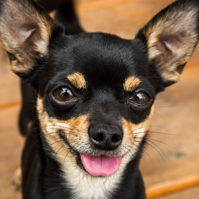 Quelles sont les races de petits chiens ?