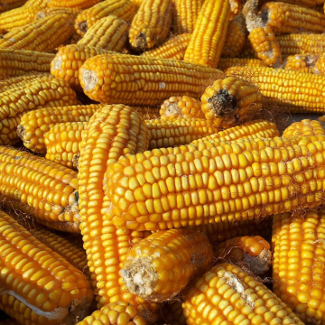 Bebidas típicas a base de maíz