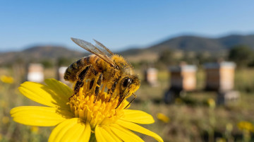 Día Mundial de las Abejas 2026 y la importancia de la apicultura para la seguridad alimentaria en México este mayo