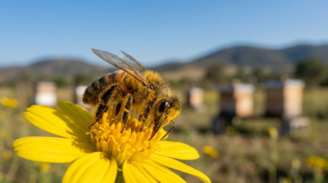 Día Mundial de las Abejas 2026 y la importancia de la apicultura para la seguridad alimentaria en México este mayo