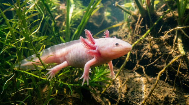 Importancia del Ajolote Mexicano y los proyectos actuales para rescatar su hábitat en Xochimilco