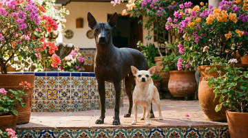Razas de perros originarias de México y las características únicas del Xoloitzcuintle y el Chihuahua