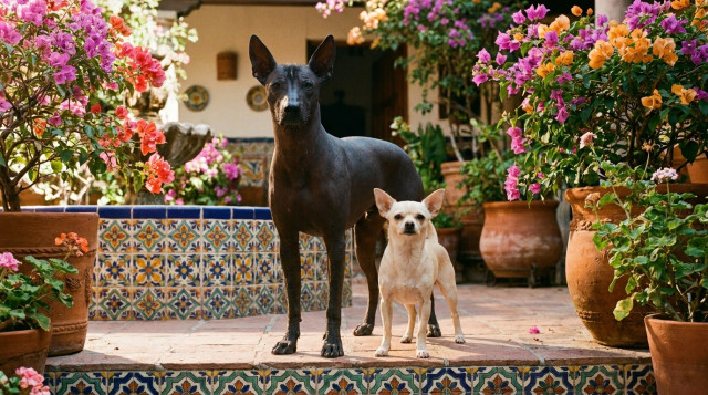 Razas de perros originarias de México y las características únicas del Xoloitzcuintle y el Chihuahua