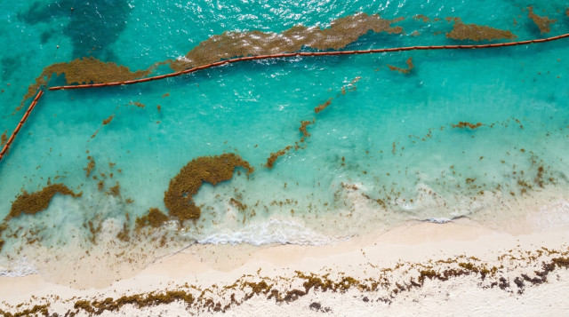 Temporada de sargazo 2026 en las playas de Quintana Roo y el pronóstico para los meses de mayo y junio en México