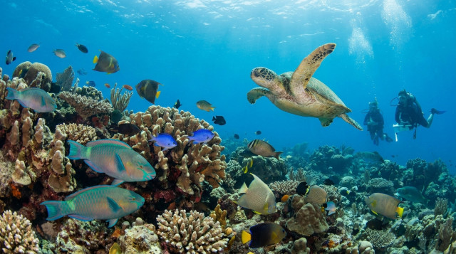 Día Mundial de los Océanos y las acciones para proteger la biodiversidad marina en las costas de México