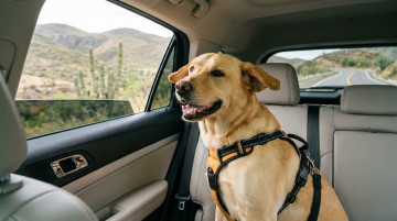 Guía para viajar con mascotas en México y los requisitos de transporte para proteger a tus animales de compañía