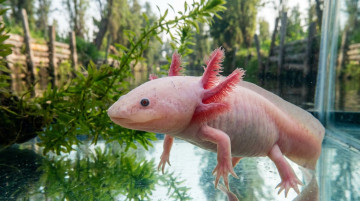 Importancia del Ajolote Mexicano y los programas actuales para su conservación en Xochimilco