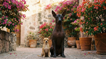 Razas de perros originarias de México: Historia y características del Xoloitzcuintle y el Chihuahua