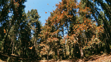 Santuarios de la Mariposa Monarca en México: Temporada de avistamiento y guía para visitar los bosques de oyamel