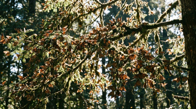 Primer plano de miles de mariposas monarca agrupadas en las ramas de un árbol de oyamel en un santuario de Michoacán, con luz solar filtrándose entre las hojas