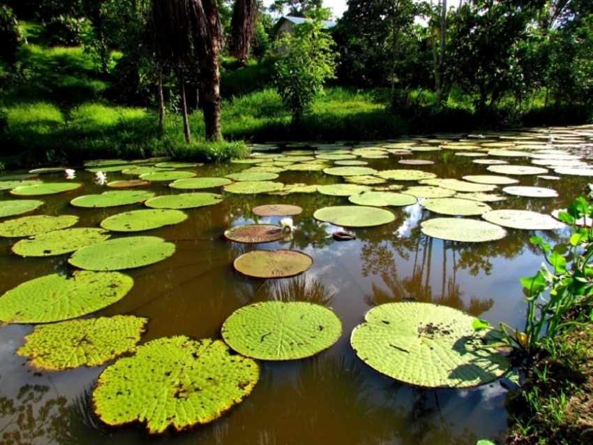 Festival Internacional de Música Popular Amazónica el 