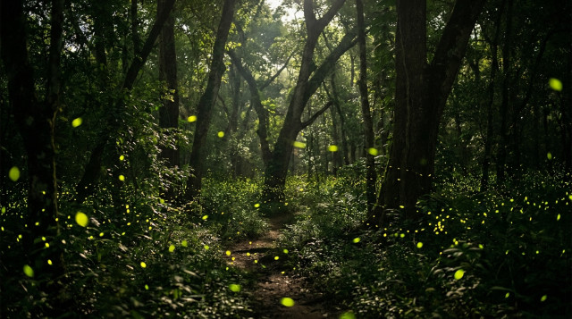 Santuario de las Luciérnagas 2026: Fechas, costos y mejores lugares para vivir esta experiencia en México