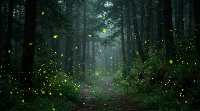 Vista nocturna de un sendero boscoso en Nanacamilpa, Tlaxcala, iluminado por el titileo verde y amarillo de miles de luciérnagas entre los árboles de oyamel